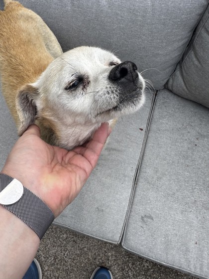 View This Dog Photo #2