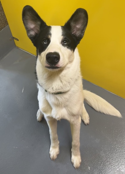 View Tremelo the Dog Photo #3