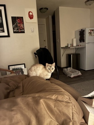View This Cat Photo #2