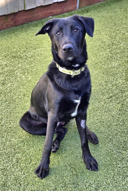 View Willy the Dog Photo #2