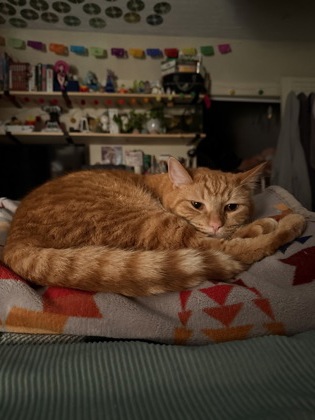View Sawyer the Cat Photo #2