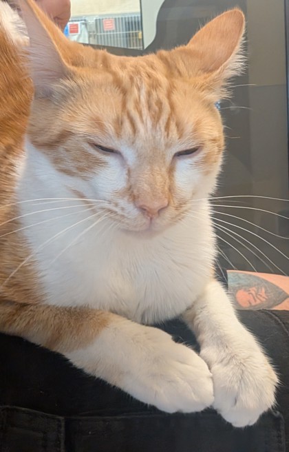View Nugget the Cat Photo #3