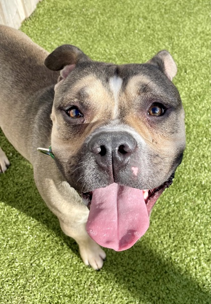 View Gumby the Dog Photo #3