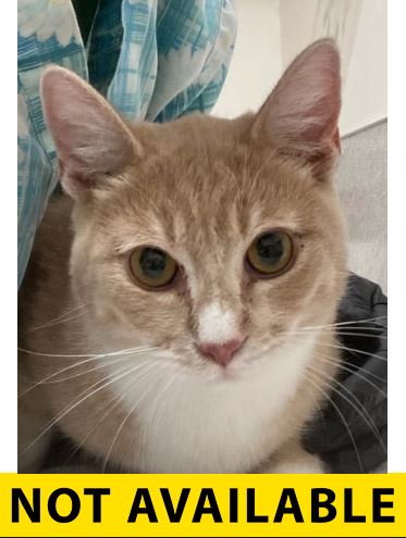 Photo of Oscar
