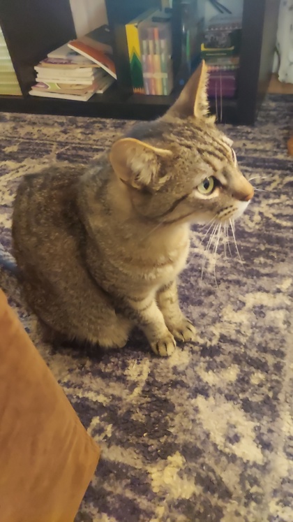 View Spyro the Cat Photo #3
