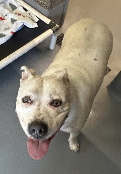 Have You Seen Damu? Damu
