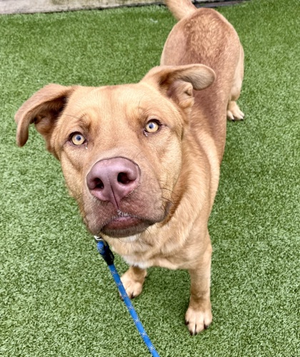 View Hershel the Dog Photo #3