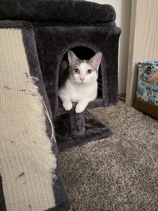 View Marzipan / Sadie the Cat Photo #2