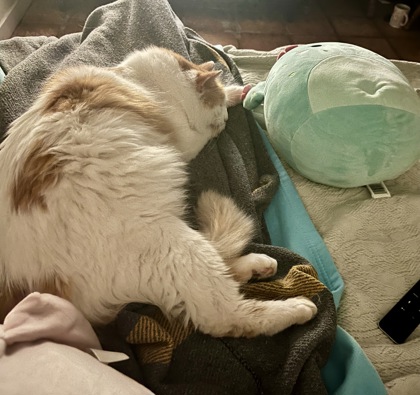 View This Cat Photo #2