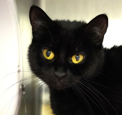 Photo of Beanie