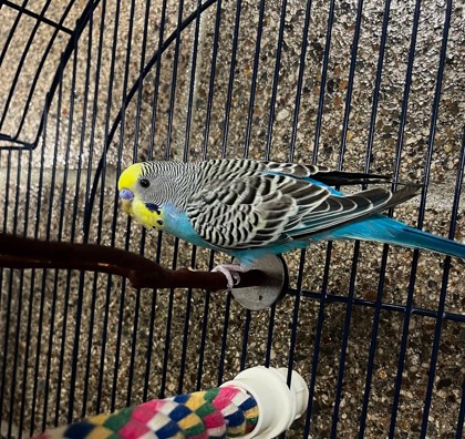 Photo of Flap