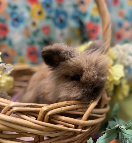 Spore