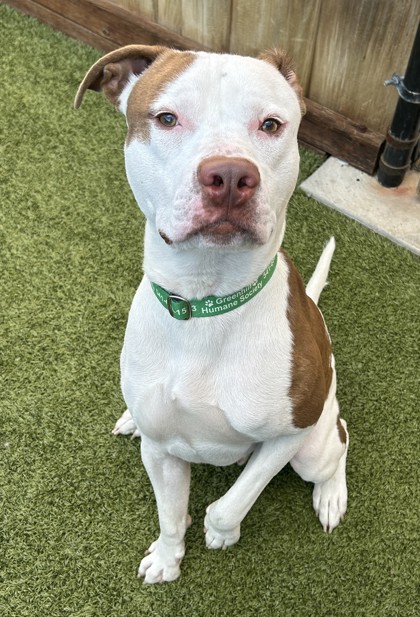 View Choc the Dog Photo #2