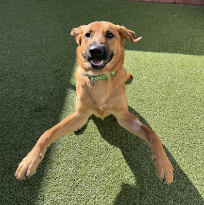 View Sloane the Dog Photo #2