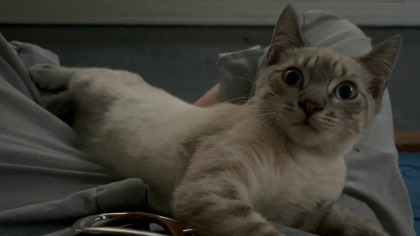 View Penny the Cat Photo #2