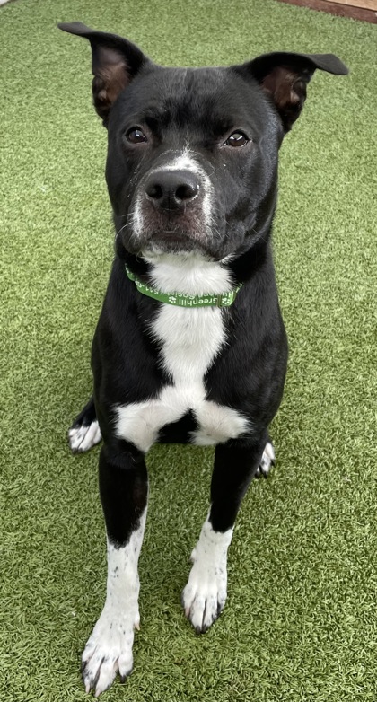 View Terrance the Dog Photo #3