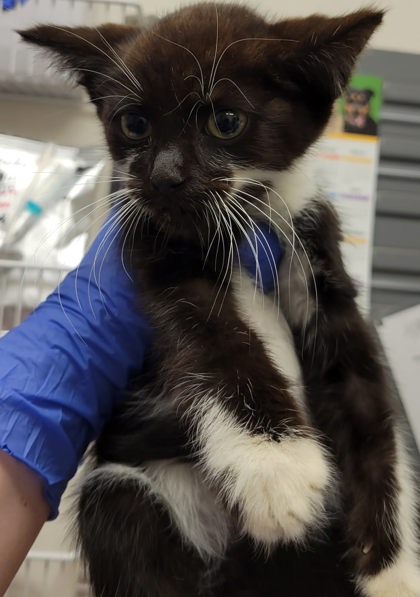 Help Rehome This Cat Milky Way