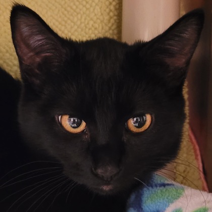 Photo of Moonlight Sonata