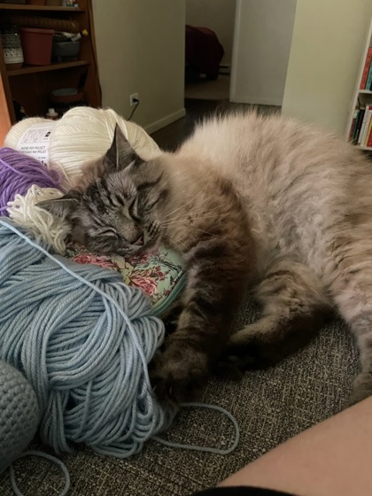 View This Cat Photo #2