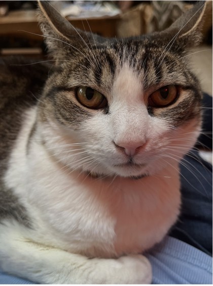 View Possum the Cat Photo #3