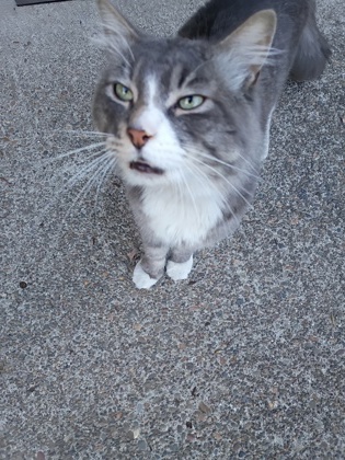 View This Cat Photo #2