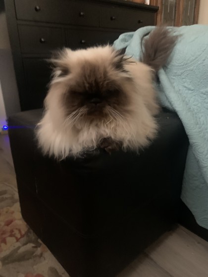 View Griffin the Cat Photo #2