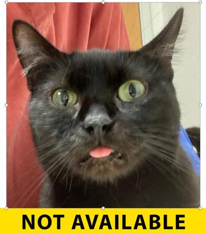 Photo of Adelaide