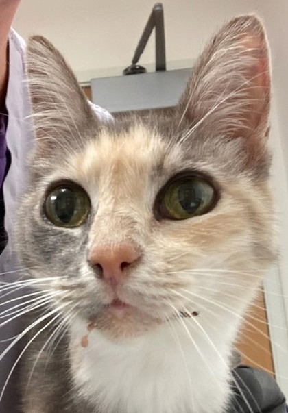 AG Cat