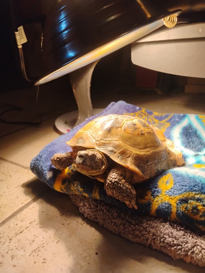 View Buster the Tortoise Photo #3