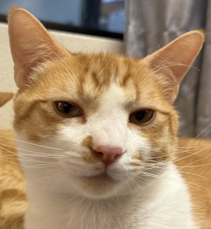 Photo of Marlin