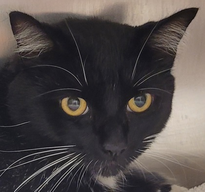 Photo of Tux