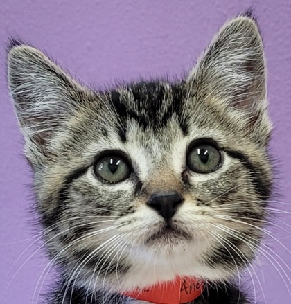 Stormy - Cat