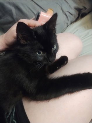 View Binks the Cat Photo #2