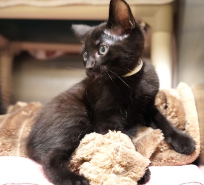 View Cyrus the Cat Photo #3