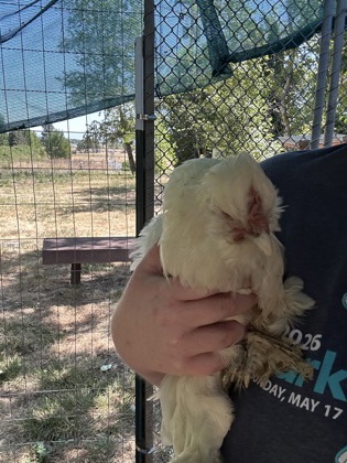 View Coconut the Chicken Photo #2