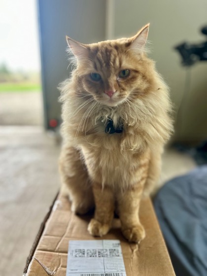 View Louie the Cat Photo #2