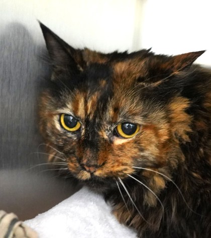 Photo of Lady Lasagna