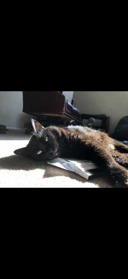 View Lincoln the Cat Photo #3