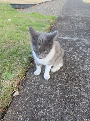 View This Cat Photo #2