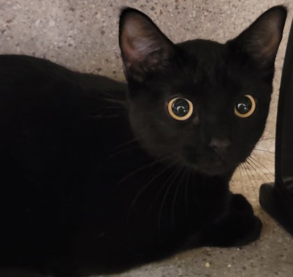 Photo of Jet