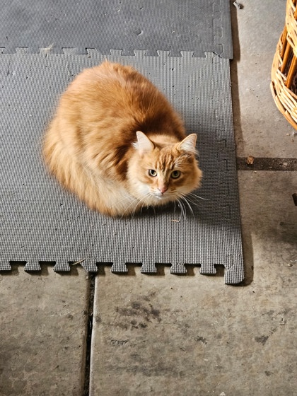 View Grogu the Cat Photo #2