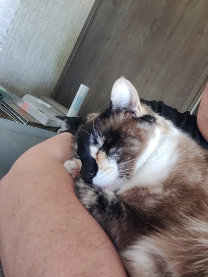 View Cinnamon the Cat Photo #2