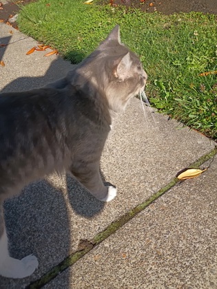 View This Cat Photo #3
