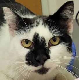 Photo of Sweet Pea