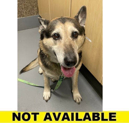 Bella Jane, adoptable senior German Shepherd/Mix