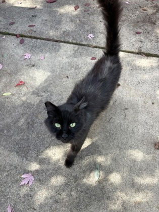 View This Cat Photo #2