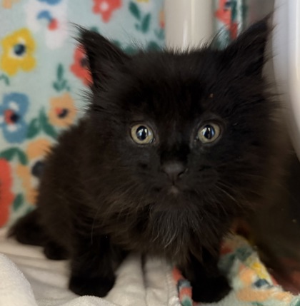 EP Kitten