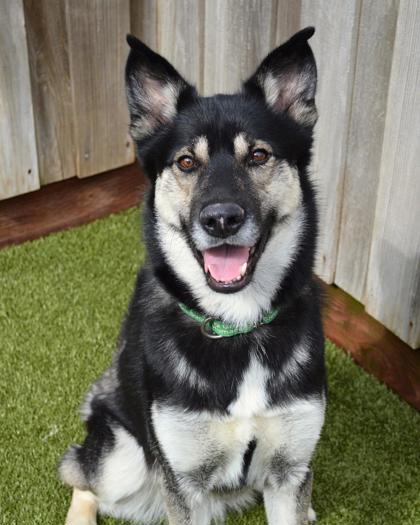 View Amelia the Dog Photo #2