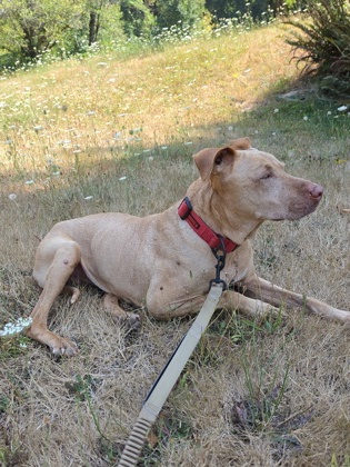 View This Dog Photo #2