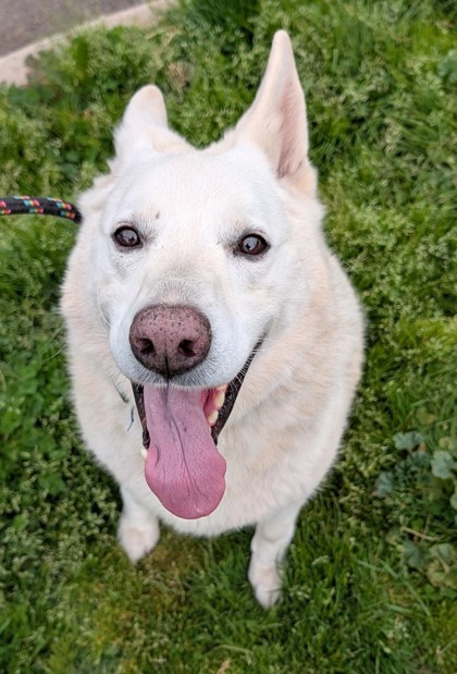 View Troy the Dog Photo #2